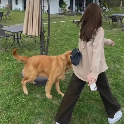 风流情种